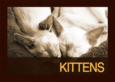 Kitten Cattery van Brukel