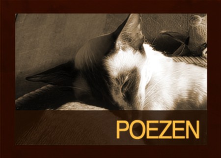 Poezen Cattery van Brukel